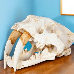 Authentic Replica Sabertooth Skull Sculpture